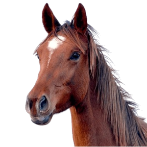 Caballos